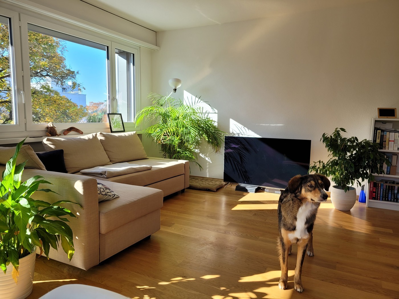 Room in a shared flat