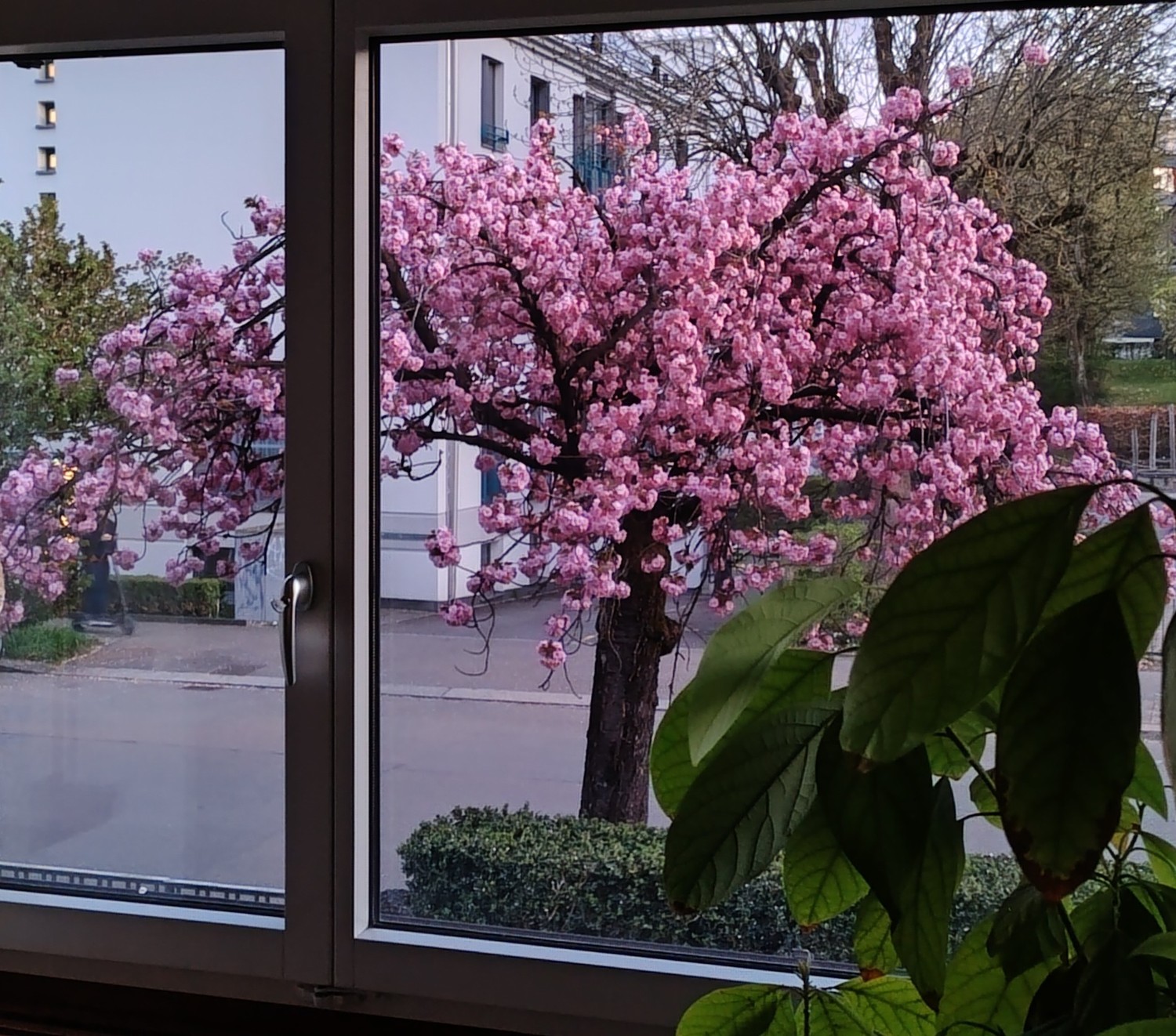 Appartement de 3 ½ pièces