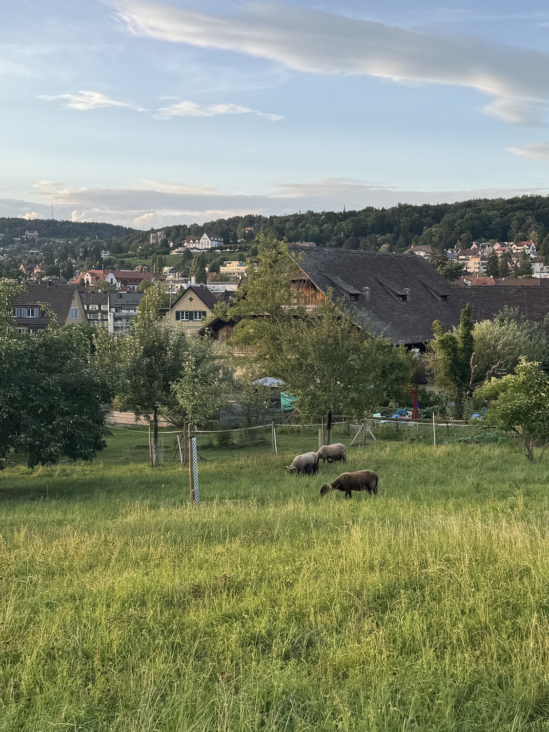 3 ½ Zimmer-Wohnung
