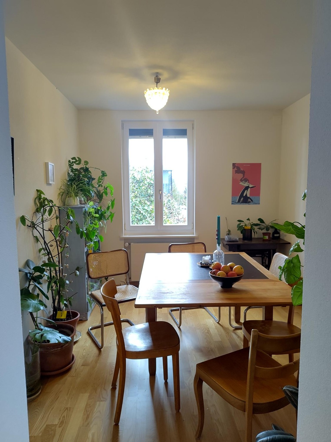 Room in a shared flat